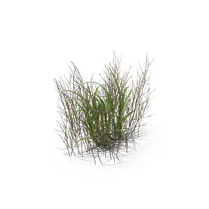 小草丛蕨类植物免抠素材