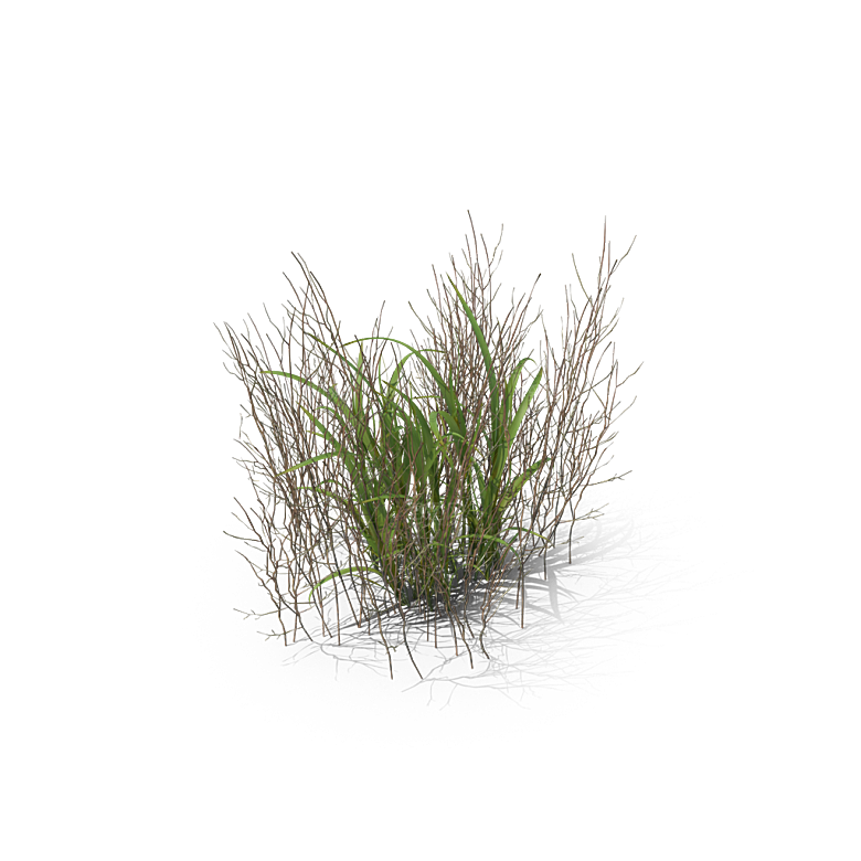 小草丛蕨类植物免抠素材
