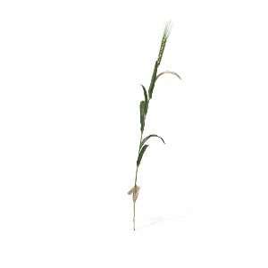 小草丛蕨类植物免抠素材