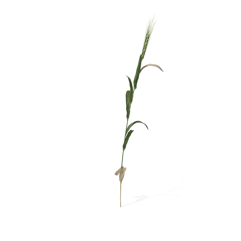 小草丛蕨类植物免抠素材