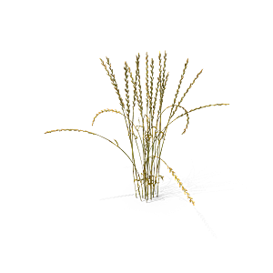 小草丛蕨类植物免抠素材