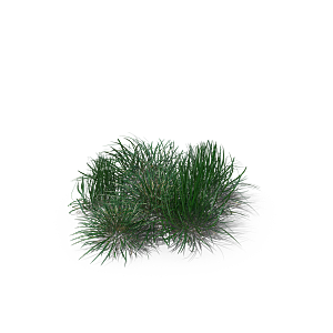 小草丛蕨类植物免抠素材