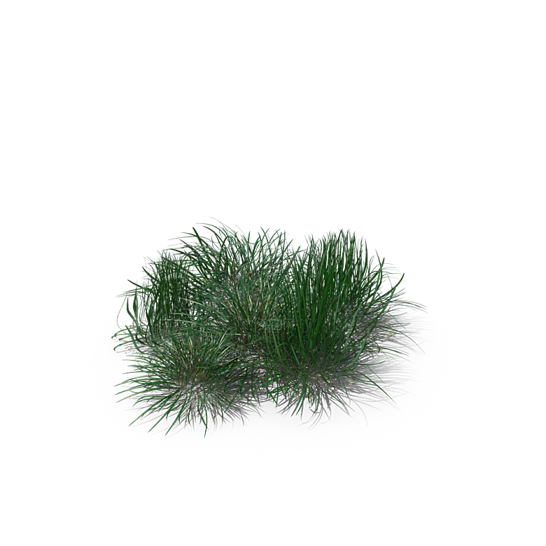 小草丛蕨类植物免抠素材