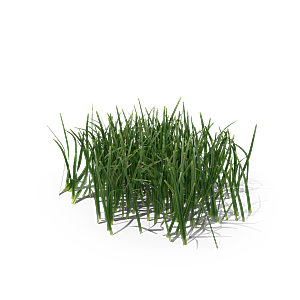 小草丛蕨类植物免抠素材