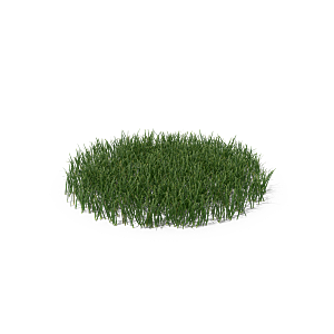 小草丛蕨类植物免抠素材