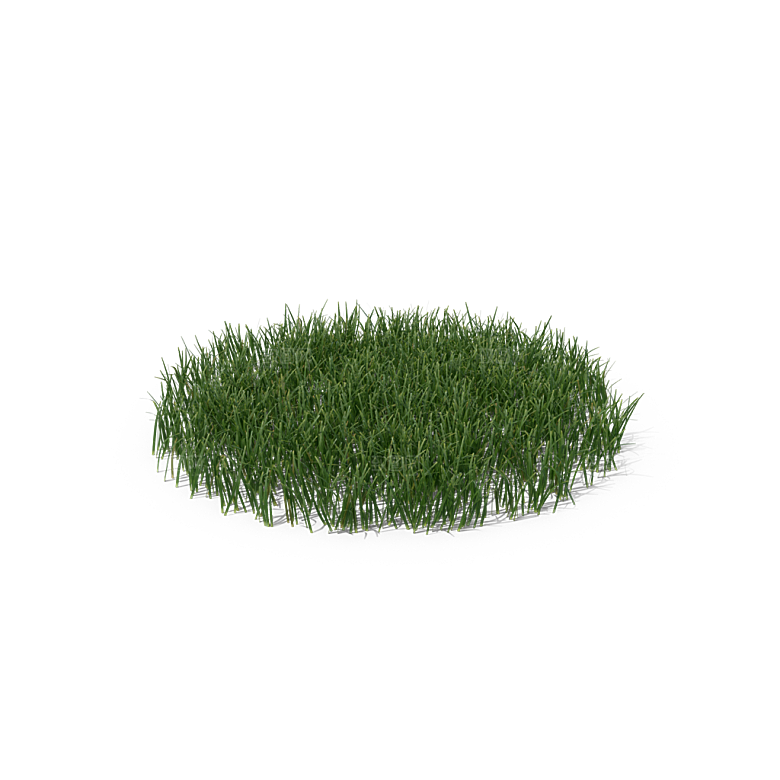 小草丛蕨类植物免抠素材