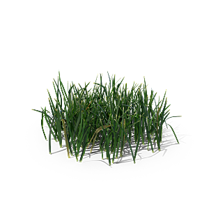 小草丛蕨类植物免抠素材