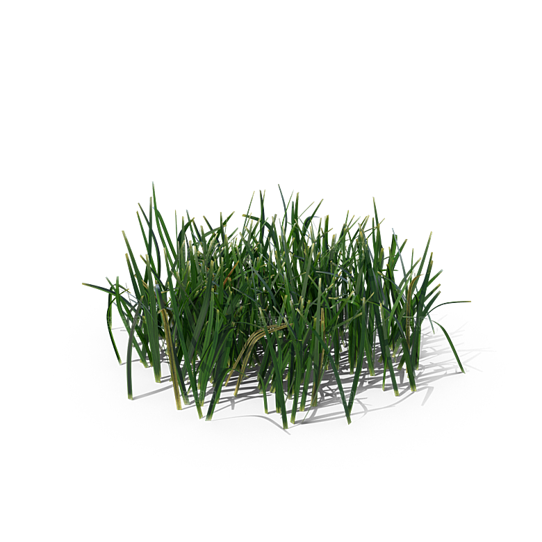 小草丛蕨类植物免抠素材