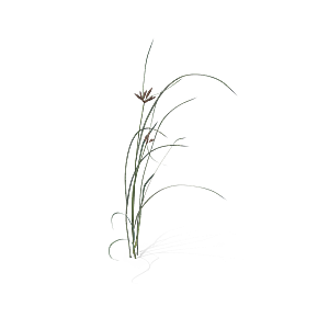 小草丛蕨类植物免抠素材