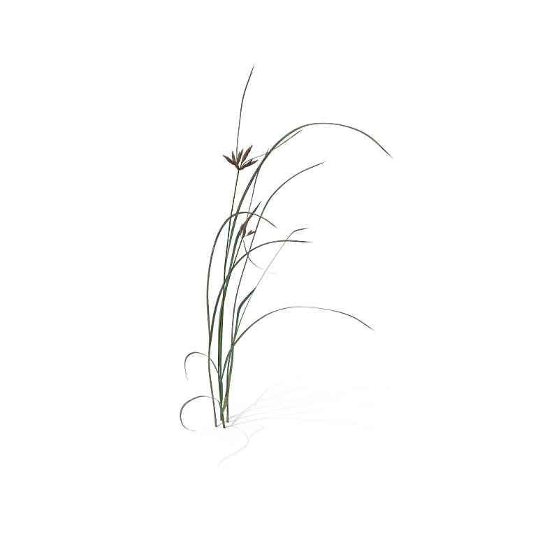 小草丛蕨类植物免抠素材