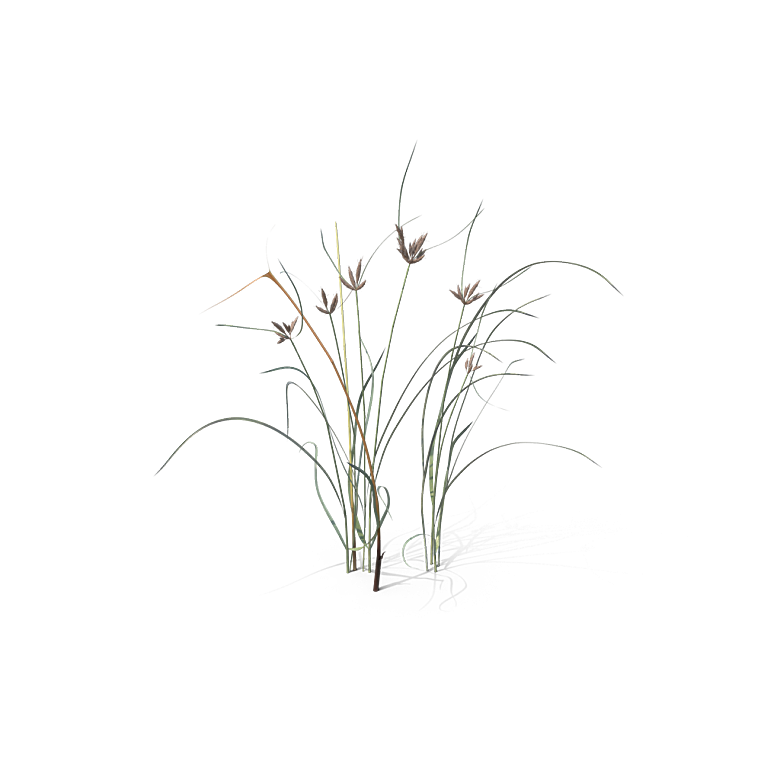蕨类植物小草丛免抠素材