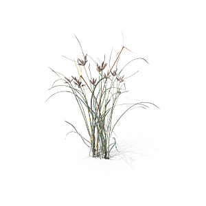 蕨类植物小草丛免抠素材