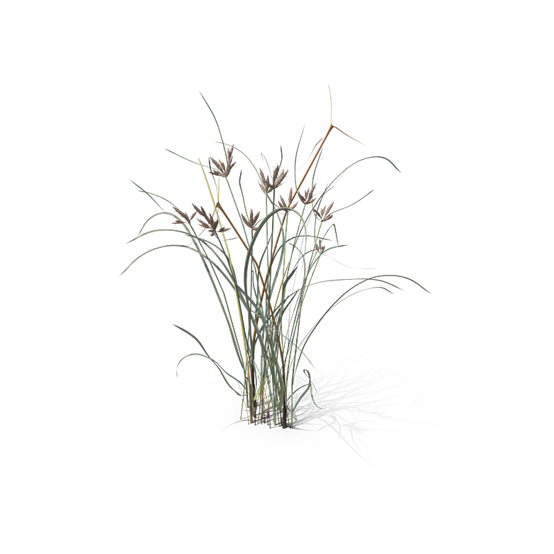 蕨类植物小草丛免抠素材