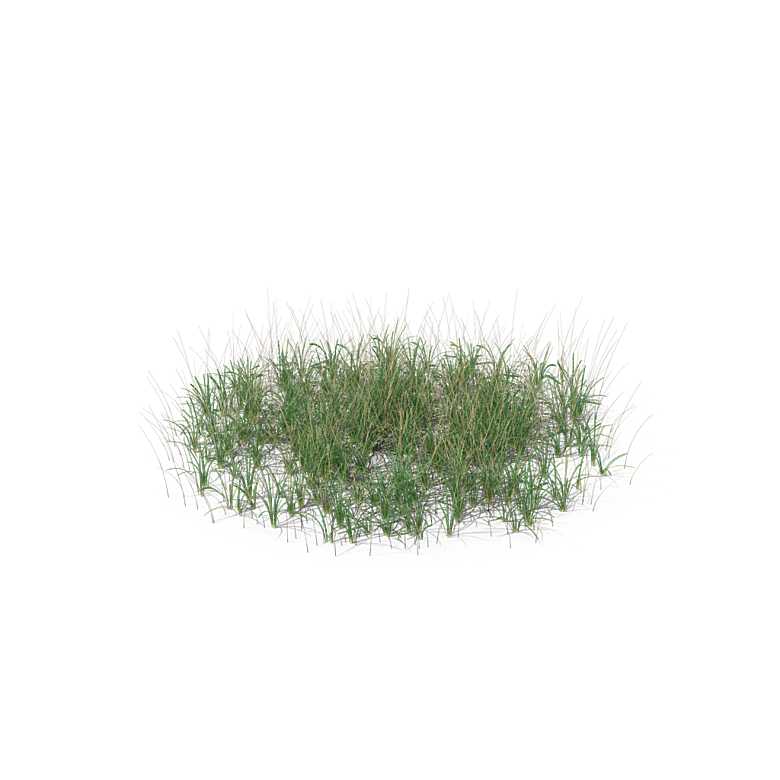 蕨类植物小草丛免抠素材