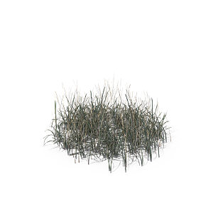 蕨类植物小草丛免抠素材
