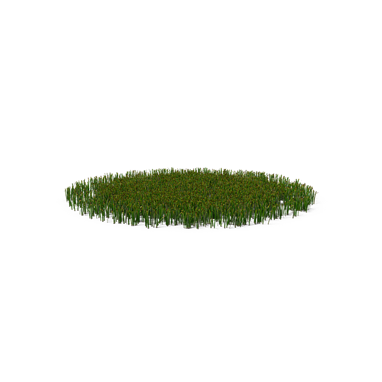 蕨类植物小草丛免抠素材
