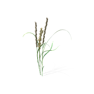 蕨类植物小草丛免抠素材