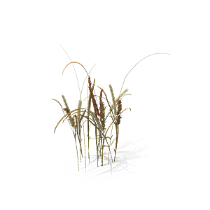 蕨类植物小草丛免抠素材