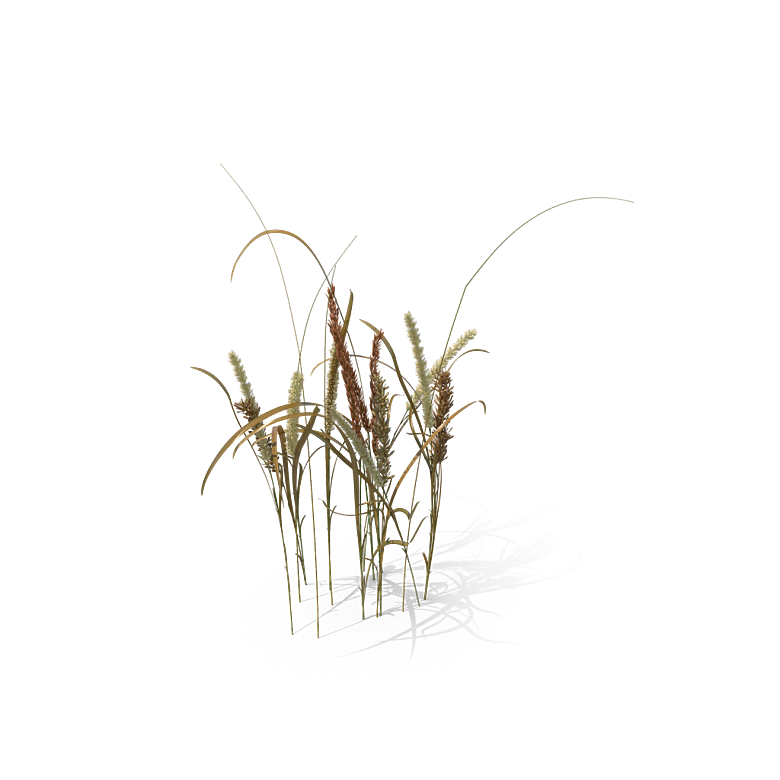 蕨类植物小草丛免抠素材