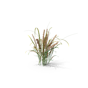 蕨类植物小草丛免抠素材