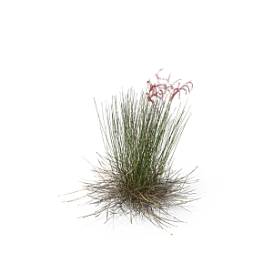 蕨类植物小草丛免抠素材