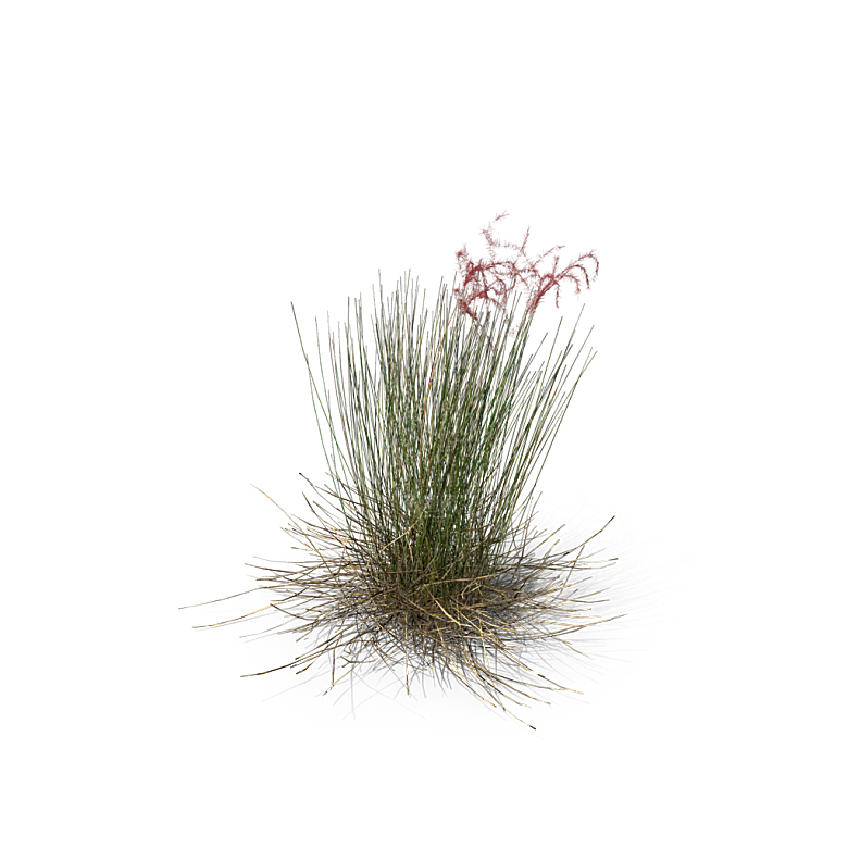 蕨类植物小草丛免抠素材