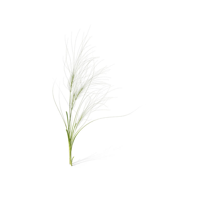 蕨类植物小草丛免抠素材