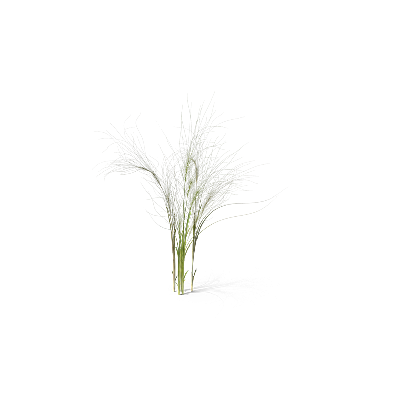 蕨类植物小草丛免抠素材