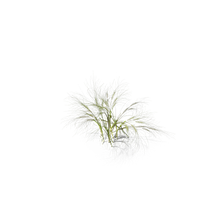 蕨类植物小草丛免抠素材