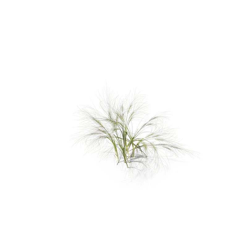 蕨类植物小草丛免抠素材