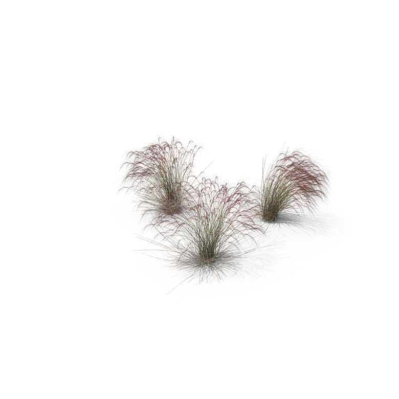 蕨类植物小草丛免抠素材
