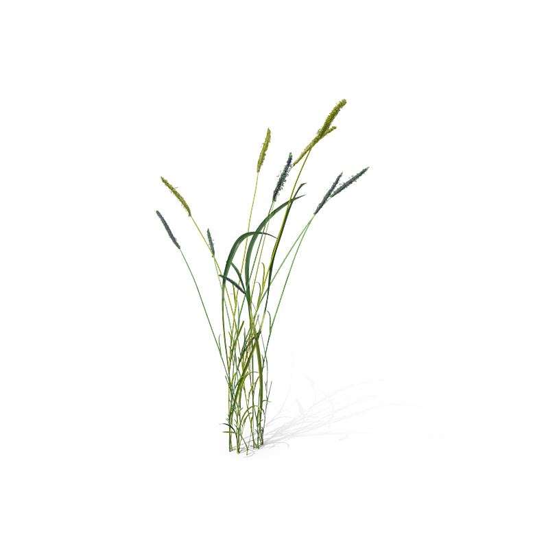 蕨类植物小草丛免抠素材