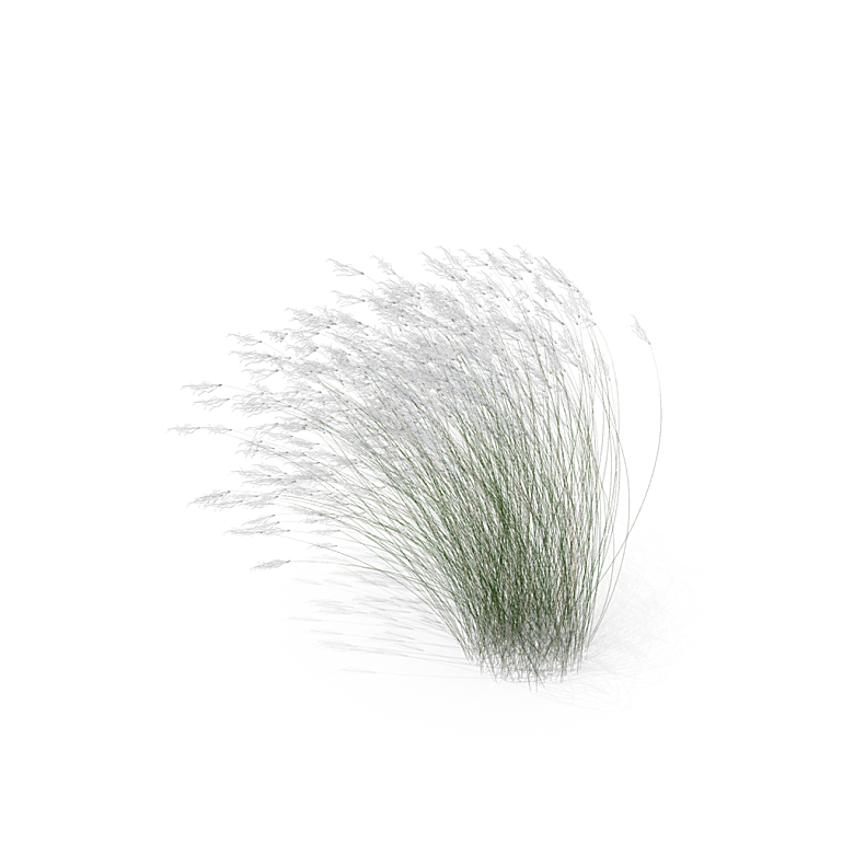 蕨类植物小草丛免抠素材