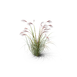 小草丛蕨类植物免抠素材