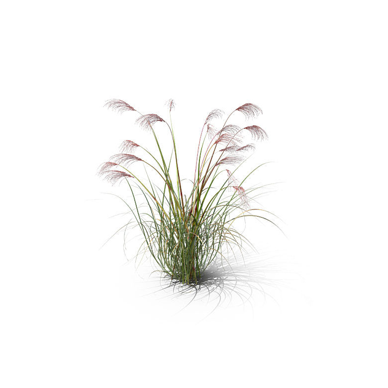 小草丛蕨类植物免抠素材