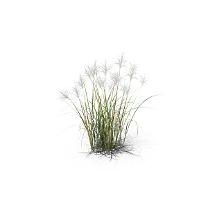 小草丛蕨类植物免抠素材