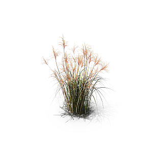 小草丛蕨类植物免抠素材