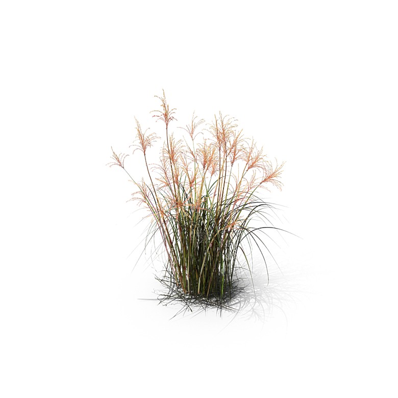 小草丛蕨类植物免抠素材
