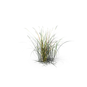 小草丛蕨类植物免抠素材