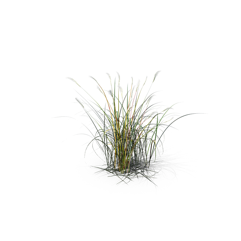 小草丛蕨类植物免抠素材