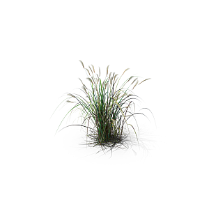 小草丛蕨类植物免抠素材
