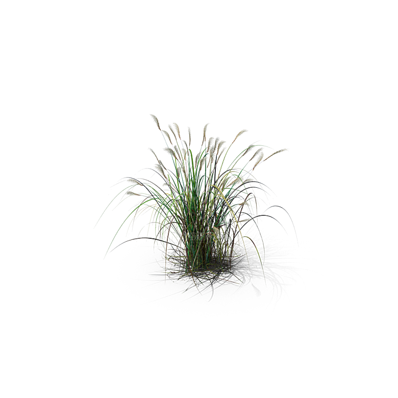 小草丛蕨类植物免抠素材
