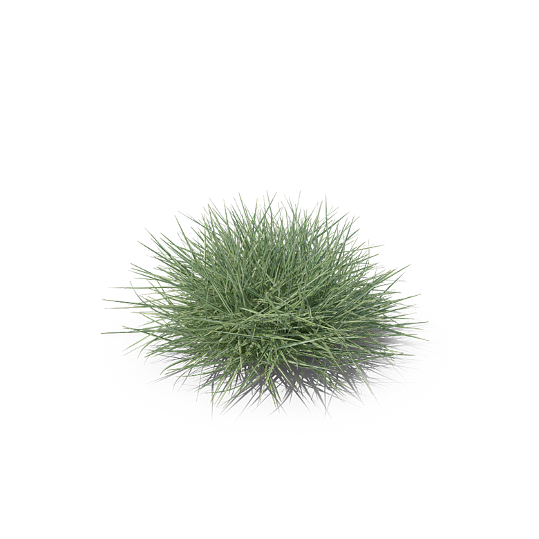 小草丛蕨类植物免抠素材