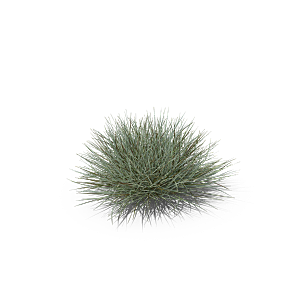 小草丛蕨类植物免抠素材