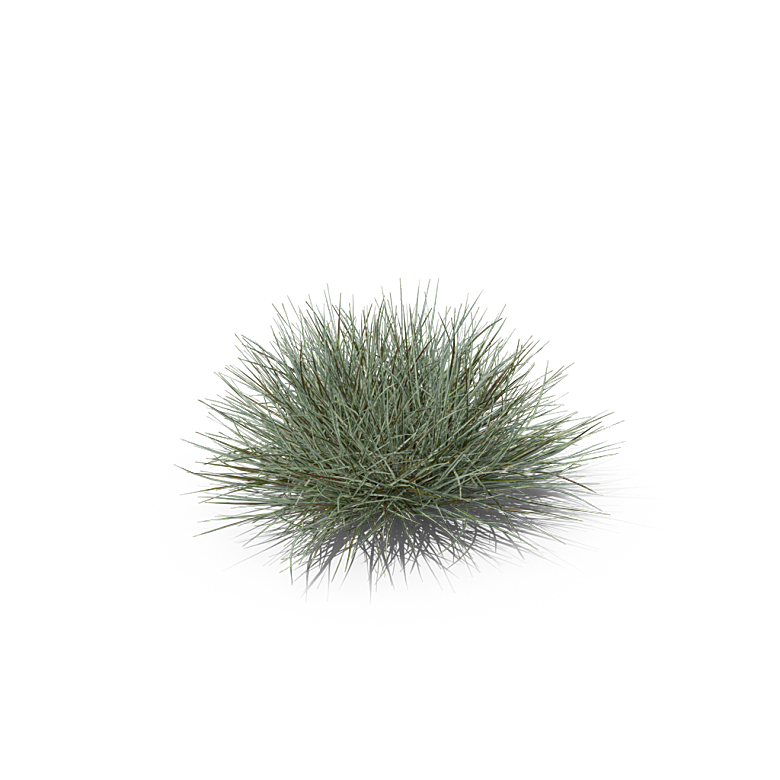 小草丛蕨类植物免抠素材