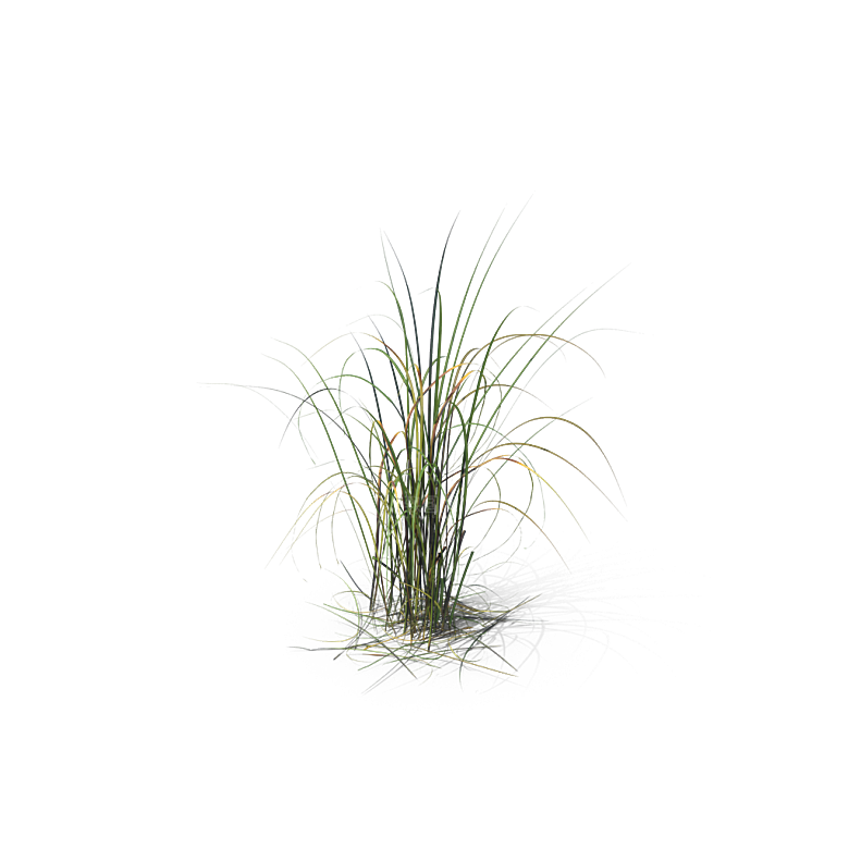 小草丛蕨类植物免抠素材