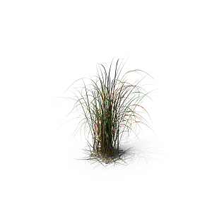 小草丛蕨类植物免抠素材