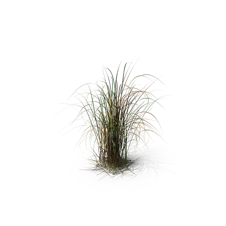小草丛蕨类植物免抠素材