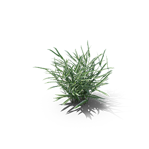 小草丛蕨类植物免抠素材