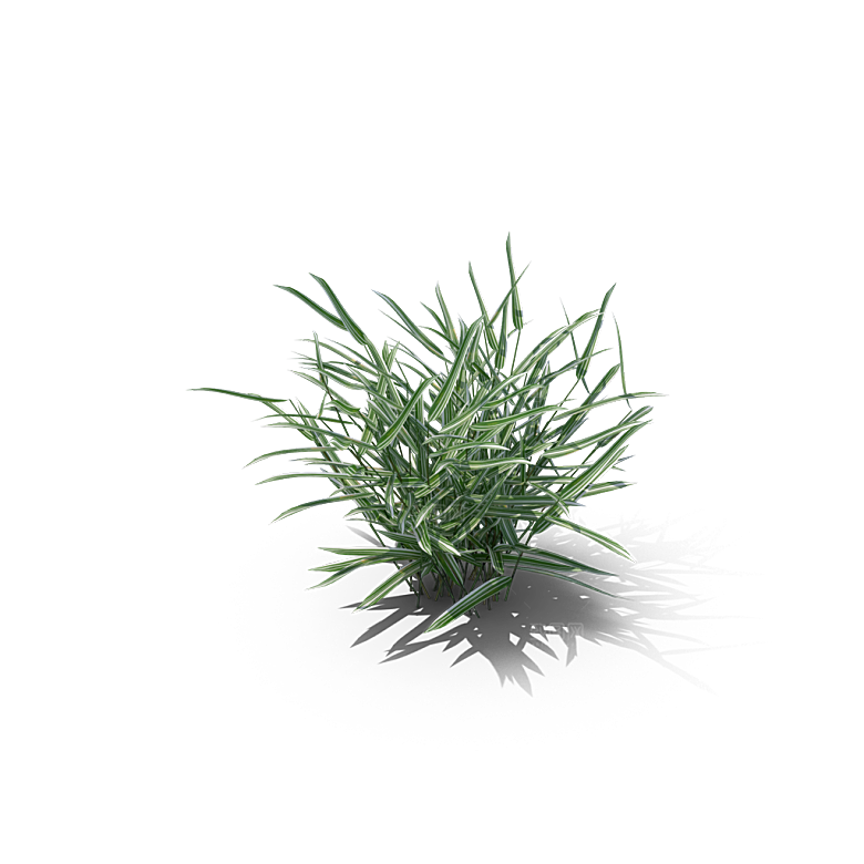 小草丛蕨类植物免抠素材